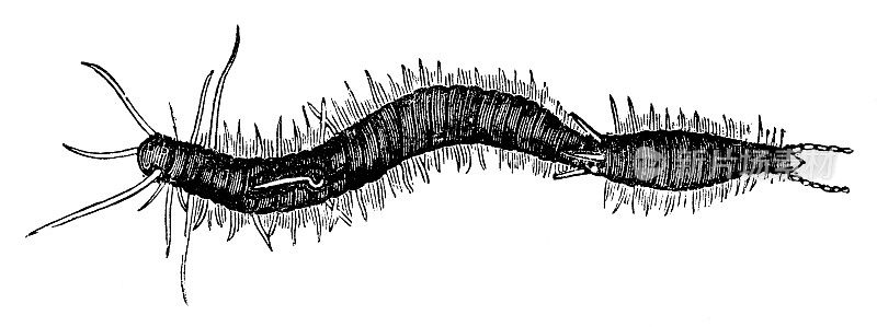 环节动物分节蠕虫- 19世纪